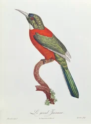 Great Jacamar, Engraved by Gromillier